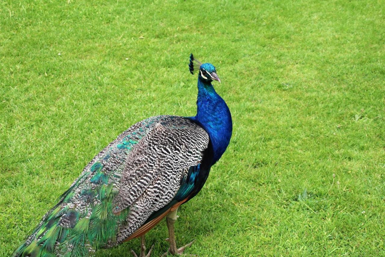 Peacock Villa Daratsos Esterno foto